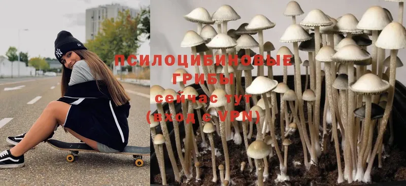 Псилоцибиновые грибы Psilocybine cubensis  купить   Армавир 